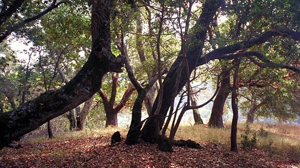 Woodacre, California, 2002